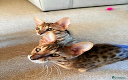 Savannah cats for sale: TICA Reg F3 Savannah Female Kitten ONE LEFT - Image 7