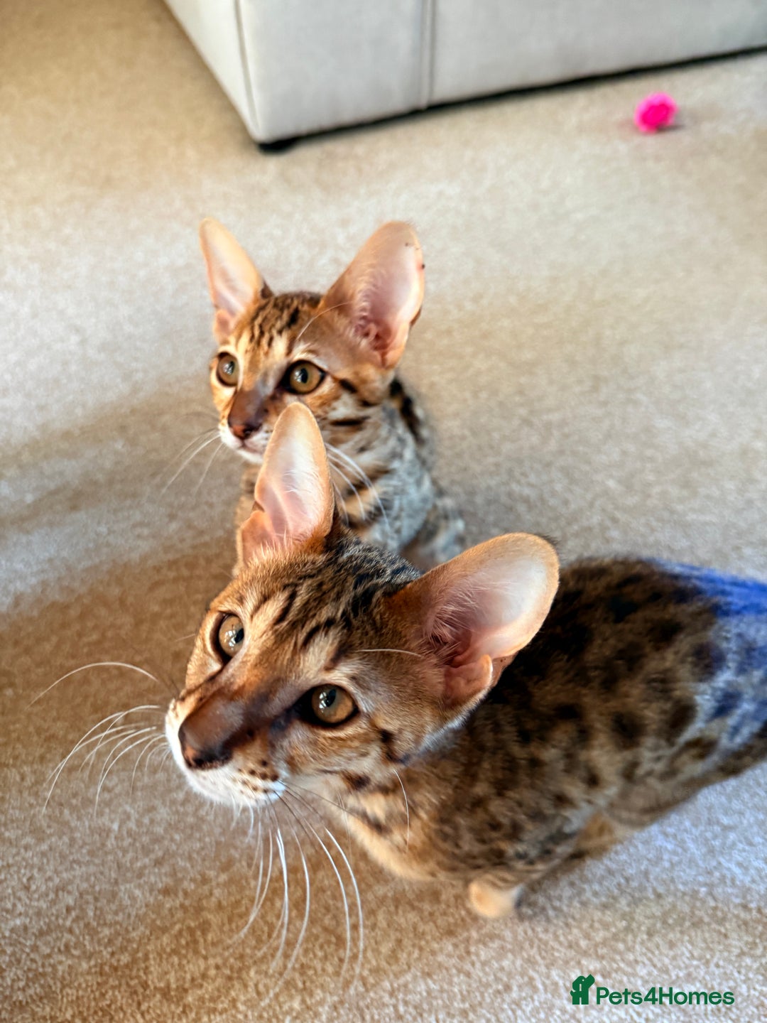 Savannah cats for sale: TICA Reg F3 Savannah Female Kitten ONE LEFT - Image 7