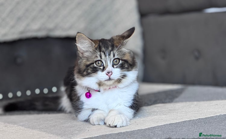 Mixed Breed cats - Advert 9