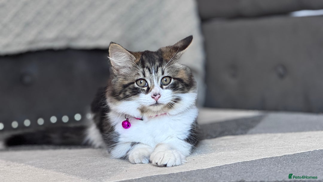 Mixed Breed cats for sale: Mix ragdoll kittens  - Image 1