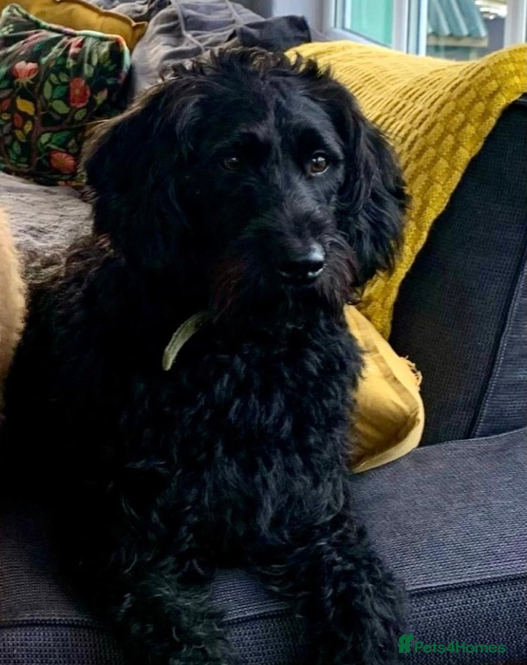 Mixed Breed dogs for sale: Labradoodle greyhound mix  - Advert 8