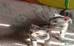 Bengal cats for sale: Silver bengals - Image 11