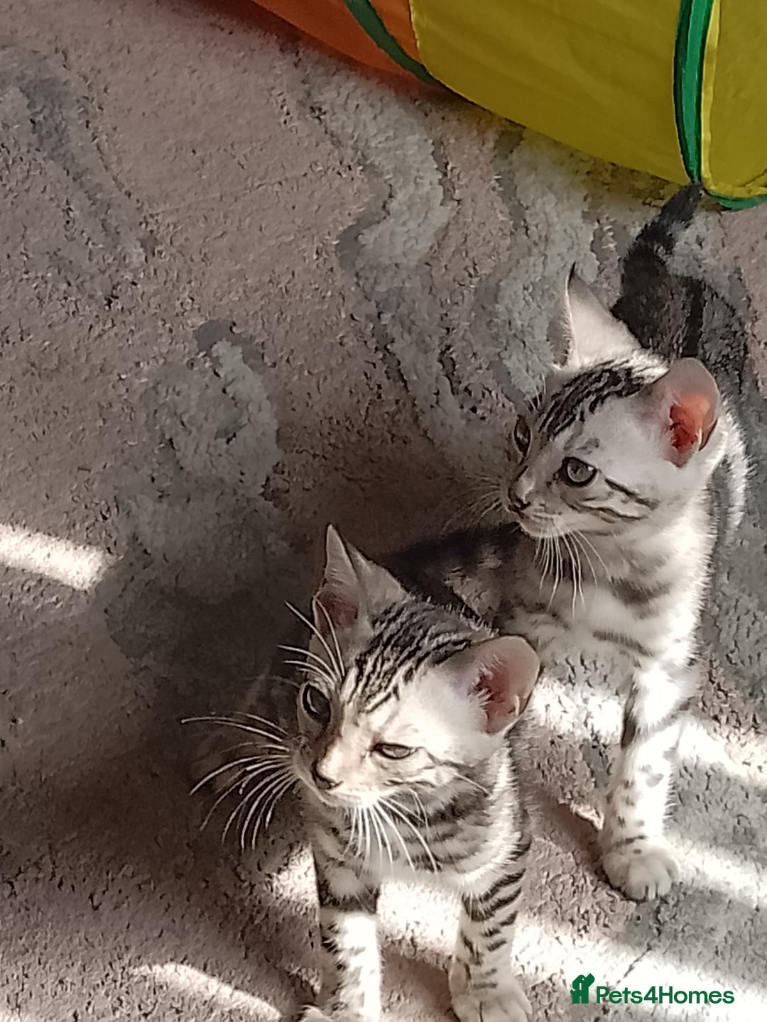 Bengal cats for sale: Silver bengals - Image 11