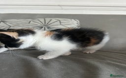 Savannah cats for sale: 4 kittens  - Image 9