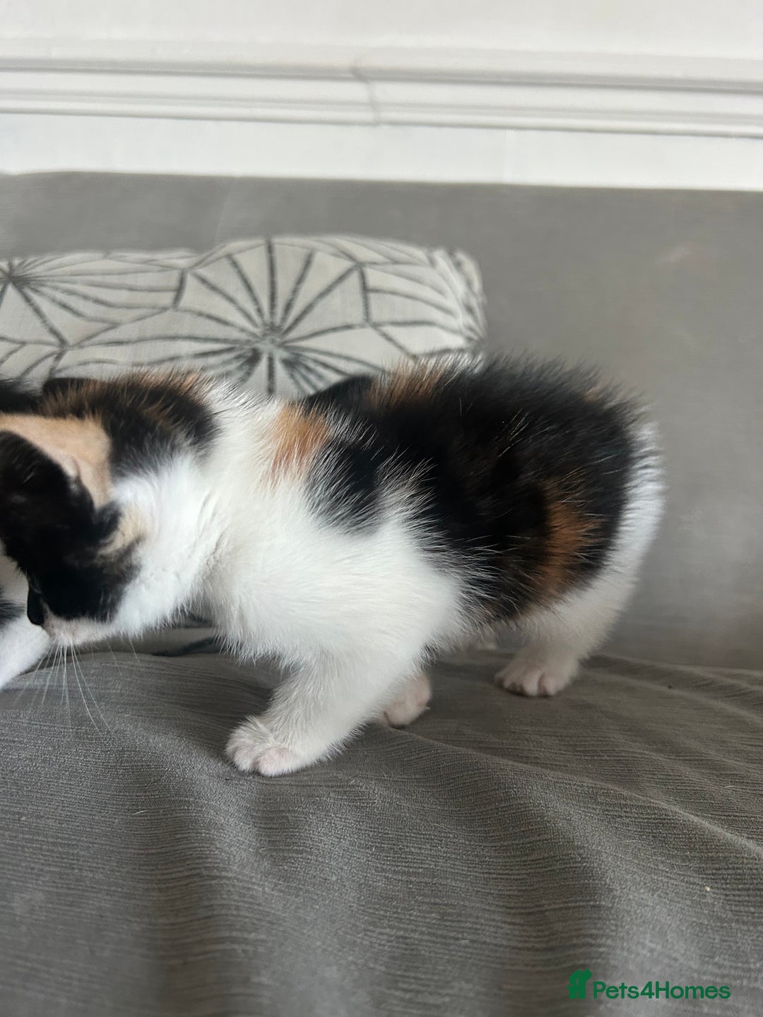 Savannah cats for sale: 4 kittens  - Image 9