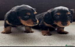 Miniature Dachshund dogs for sale: Long Haired Miniature Dachshunds - Image 2