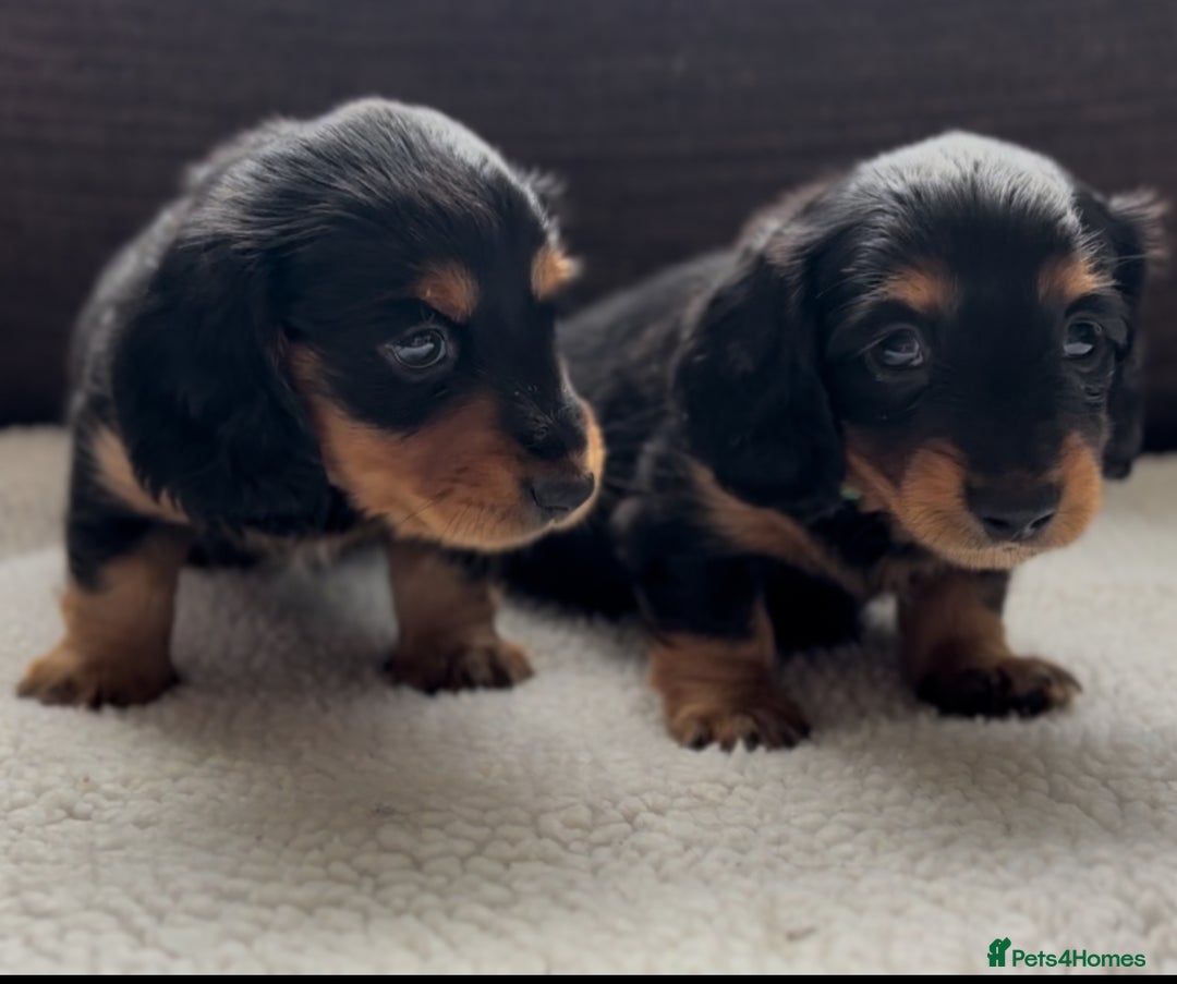 Miniature Dachshund dogs for sale: Long Haired Miniature Dachshunds - Image 2
