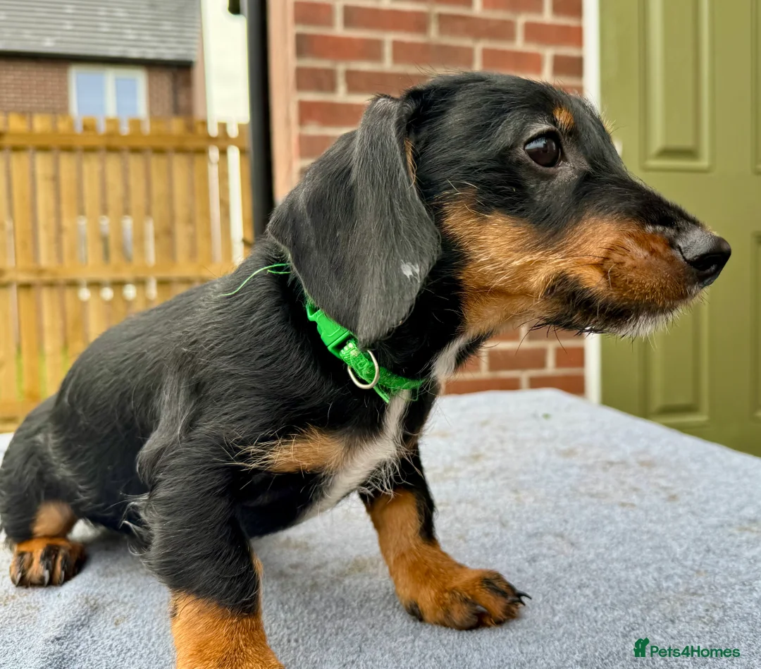 Dachshund dogs for sale: Dachshund puppies standard, wired-haired & smooth - Advert 3