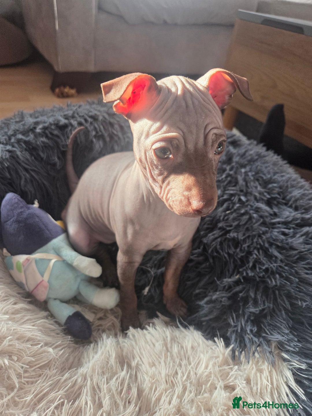 Mexican Hairless dogs for sale: American hairless terrier  - Advert 7