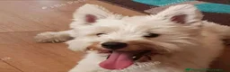 Mixed Breed dogs for sale: Stunning Westiejack Pups  - Advert 2