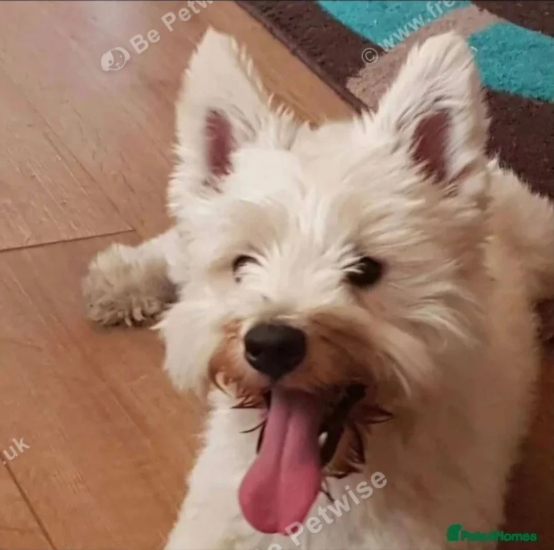 Mixed Breed dogs for sale: Stunning Westiejack Pups  - Advert 2