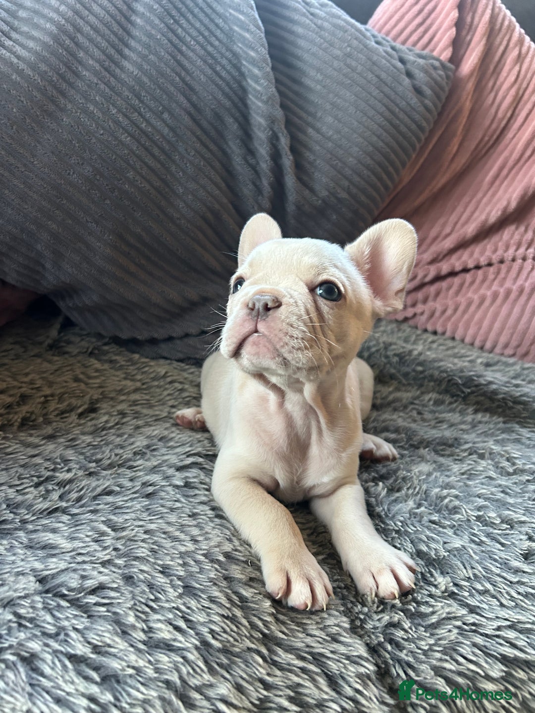 French Bulldog dogs for sale: DWKC registered French bulldog puppies  - Image 5