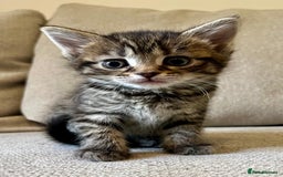 Mixed Breed cats for sale: 5 Beautiful fluffy kittens ready to be re-homed ❤️ - Image 24