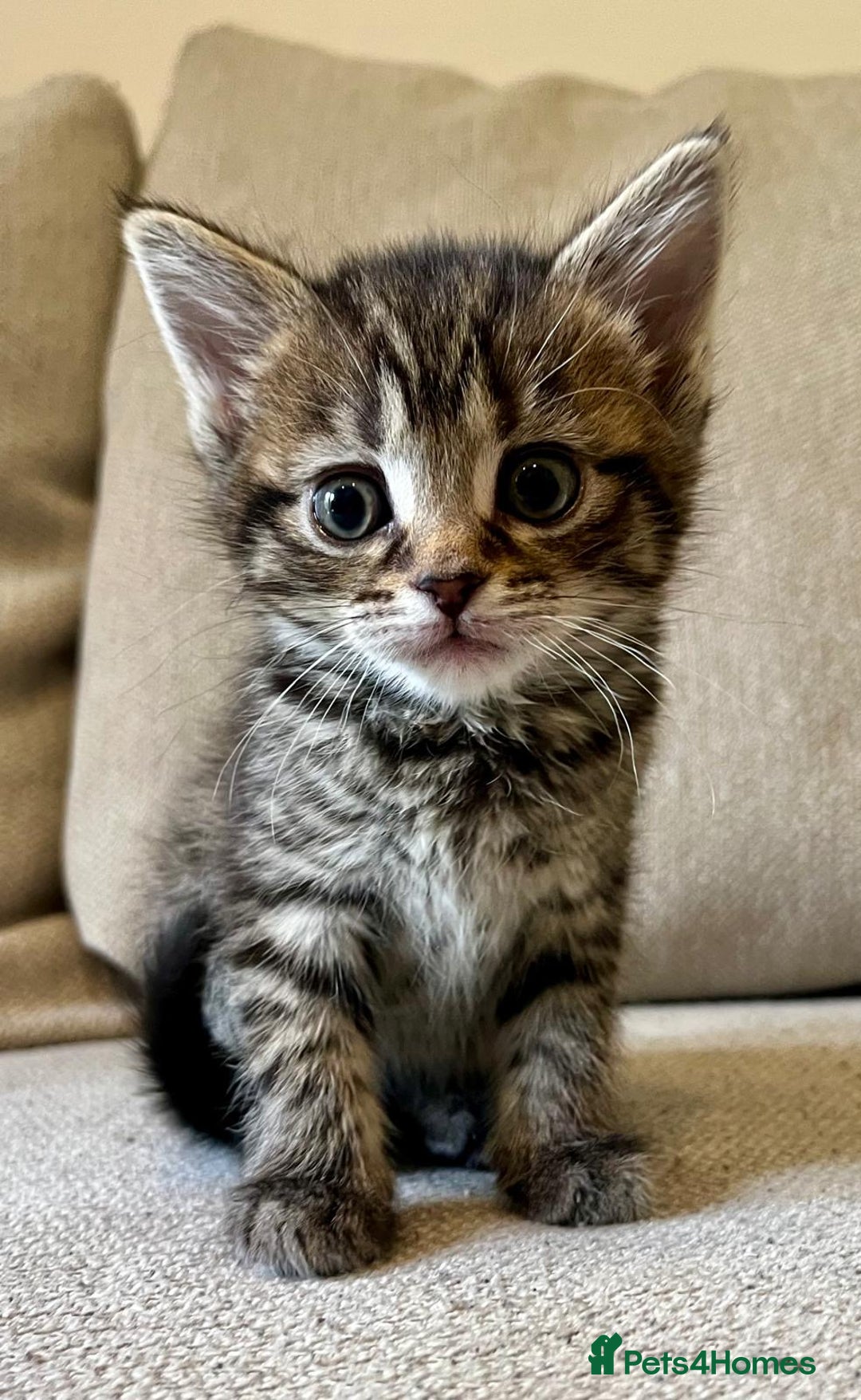 Mixed Breed cats for sale: 5 Beautiful fluffy kittens ready to be re-homed ❤️ - Image 24