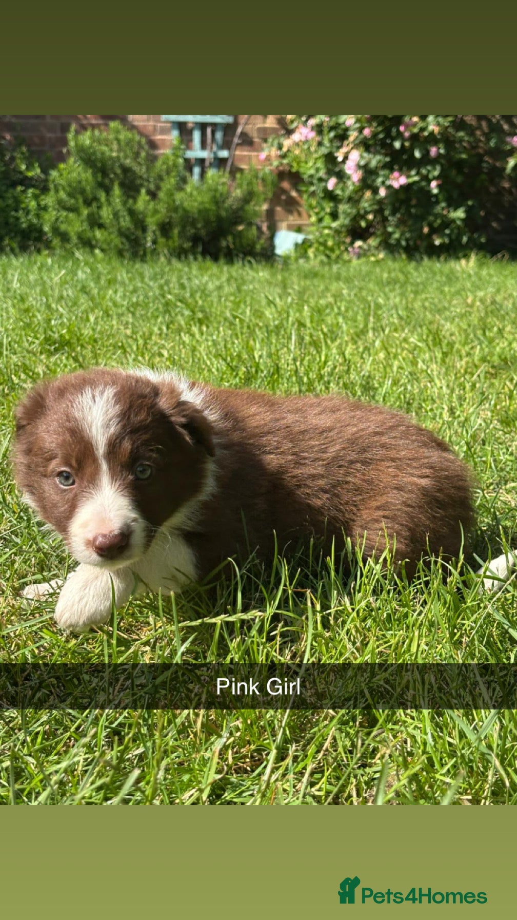 Border Collie dogs 6 Red, White & Tan Health Tested puppies ISDS - Advert 2