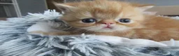 Exotic cats for sale: Lovely exotic kittens - Advert 7