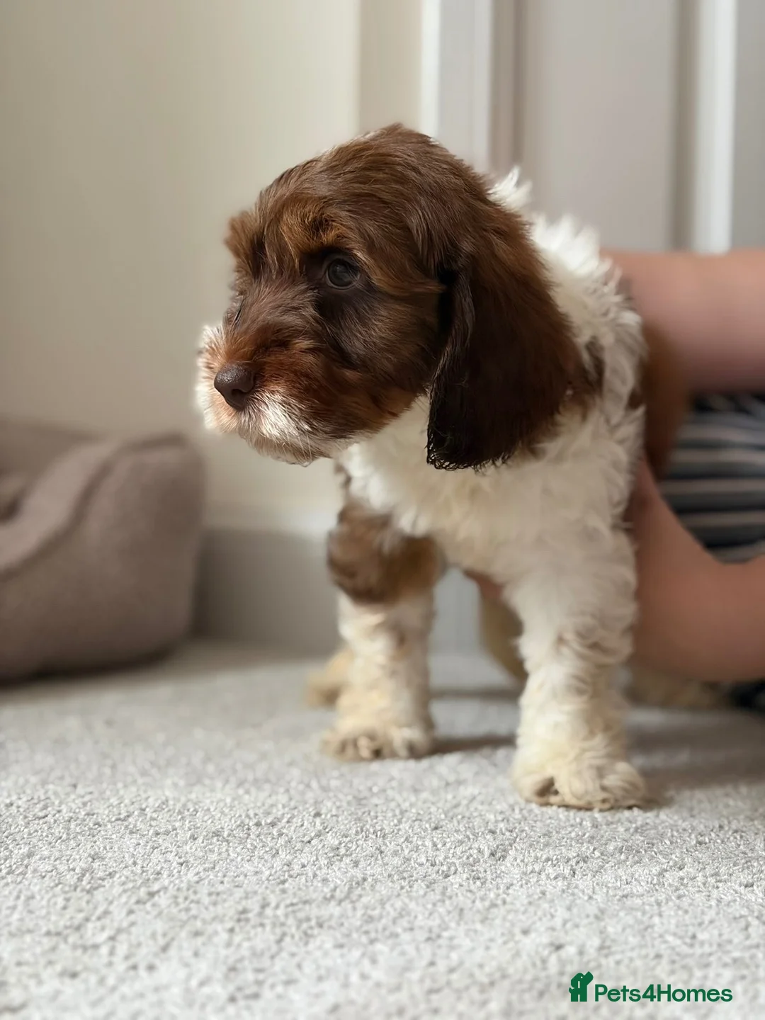 Cockapoo dogs for sale: Female 10 Week old cockapoo - Advert 2