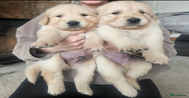 Golden Retriever dogs - Advert 12