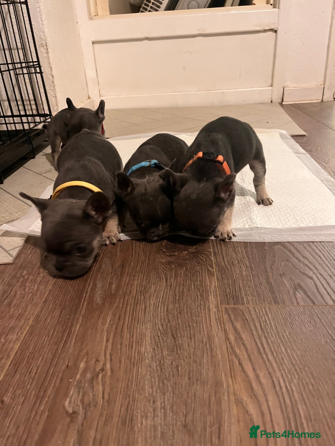 French Bulldog dogs for sale: Cutest frenchie pups  - Advert 31