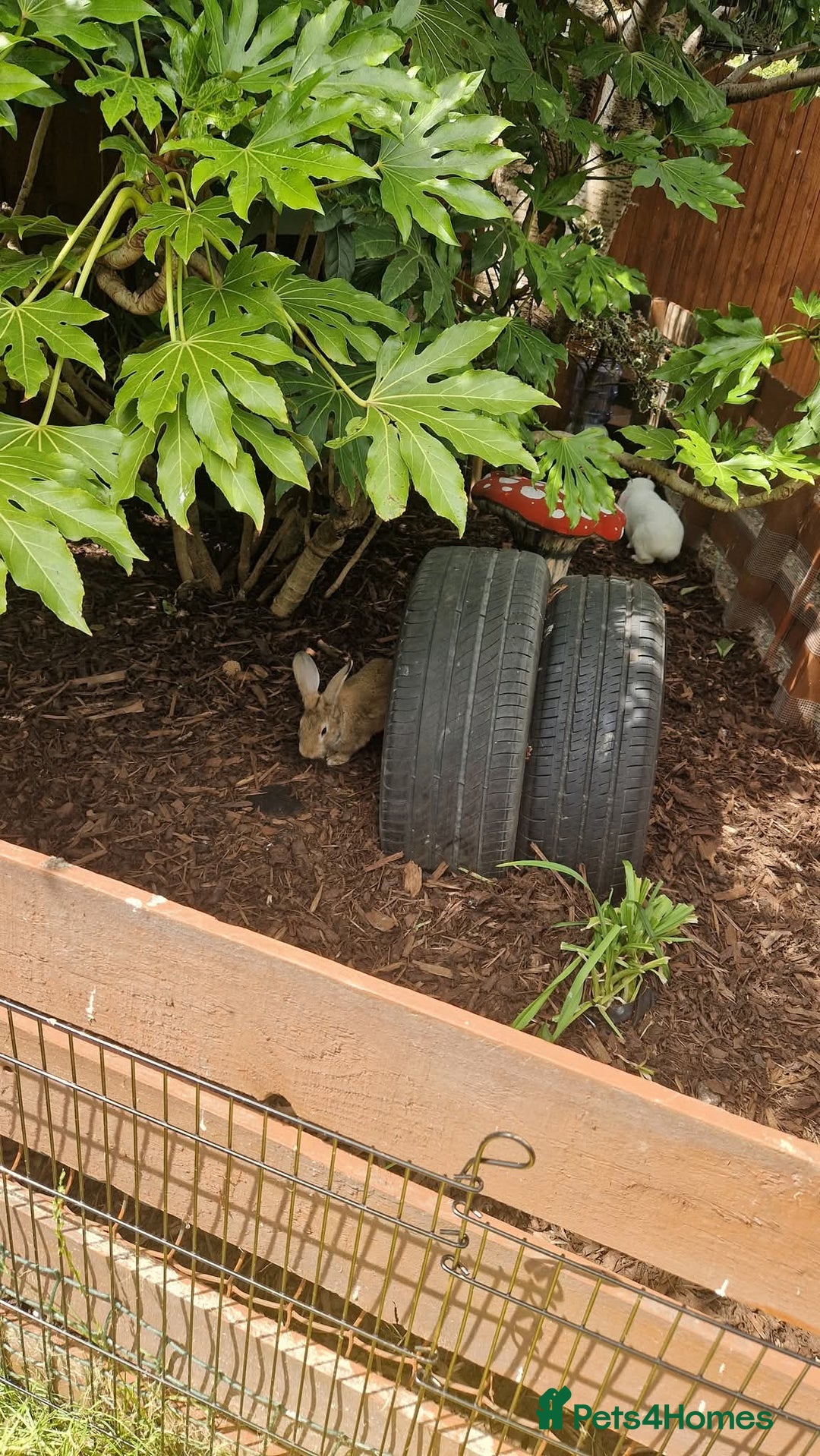 Rex rabbits for sale: Mini rex rabbits - Image 5