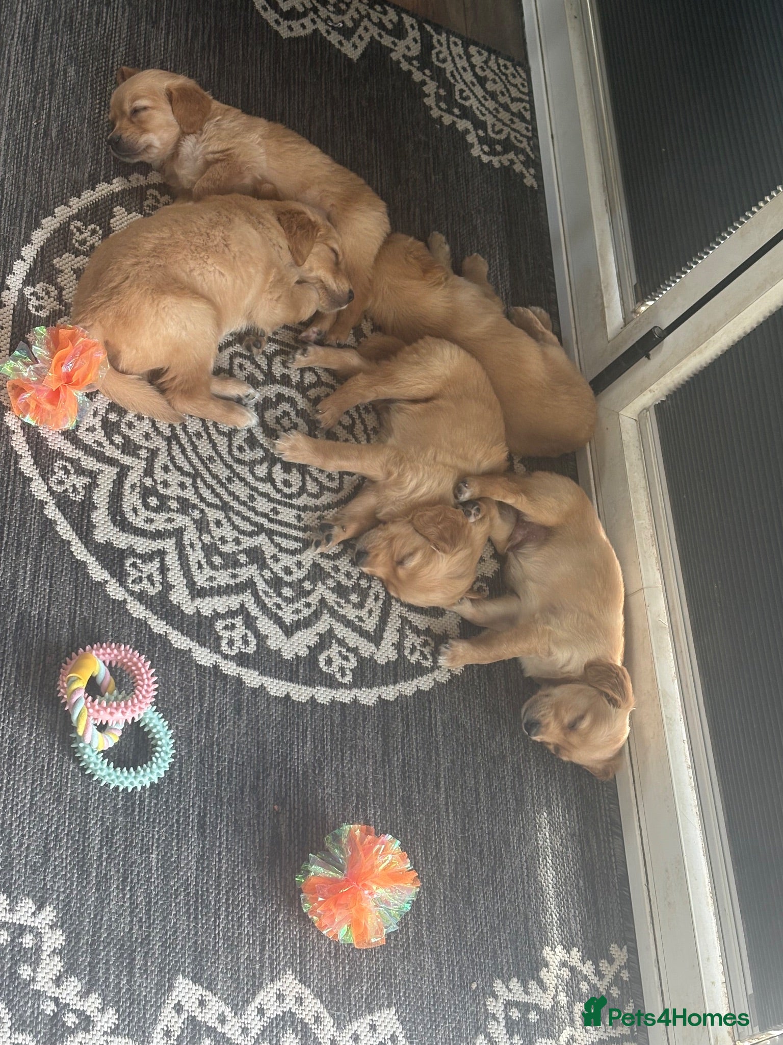 Golden Retriever dogs Stunning KC registered golden retrievers - Advert 2