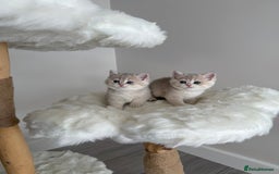 British Shorthair cats for sale: Golden Blue British Shorthair kittens  - Image 12