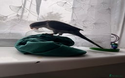 Parrots birds for sale: Baby handreared blue Quaker.  - Image 1