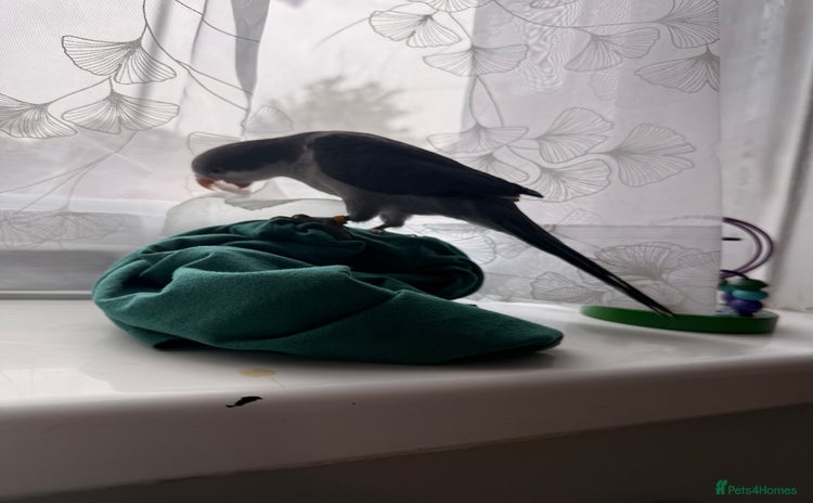 Parrots birds - Advert 1