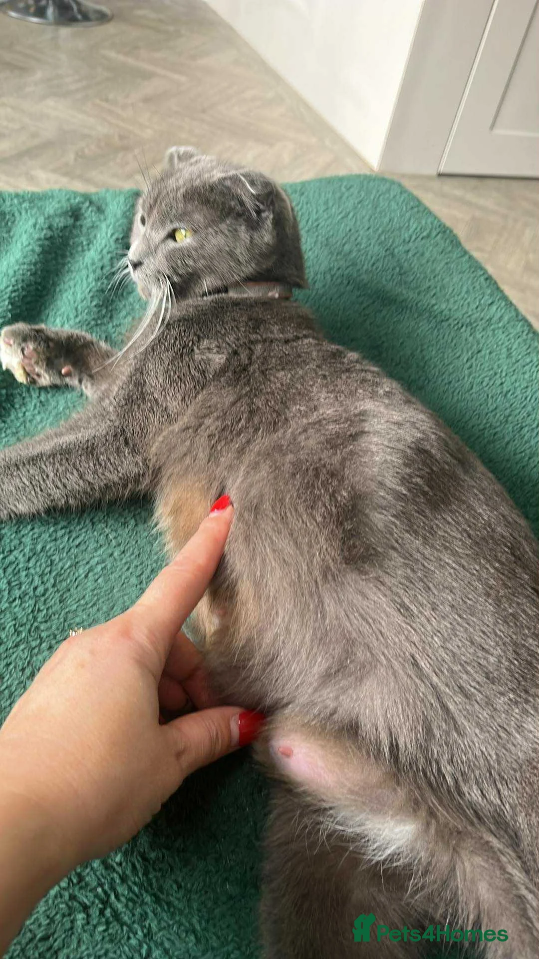 Mixed Breed cats for sale: She is Lili - Advert 2