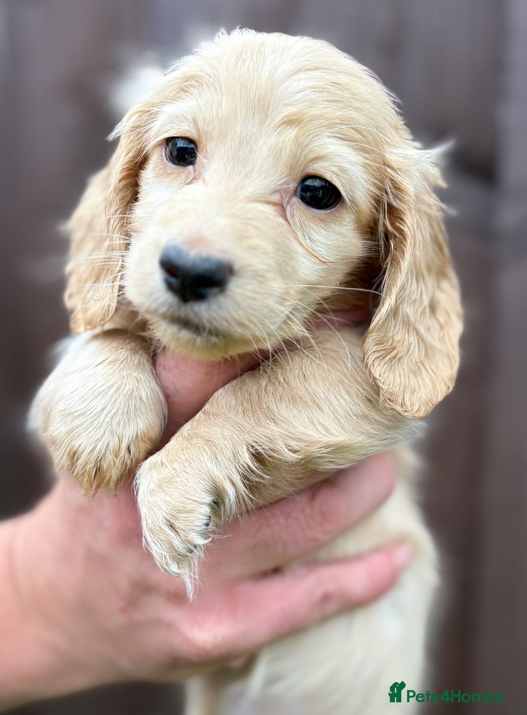 Miniature Dachshund dogs for sale: Full Cream Minature Dachshunds - Image 5