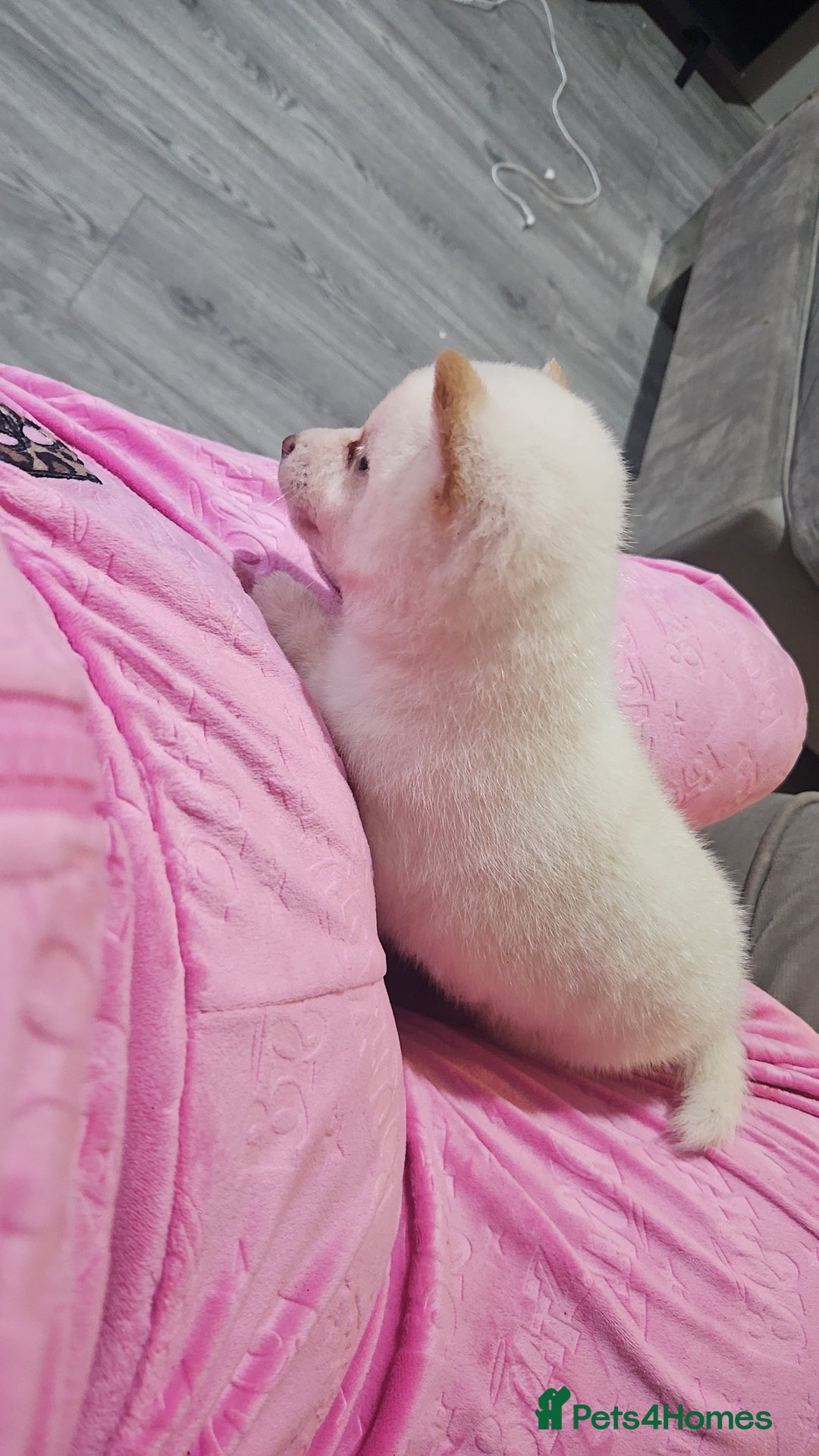 Japanese Shiba Inu dogs for sale: Japanese shiba Inu Puppy  - Advert 5