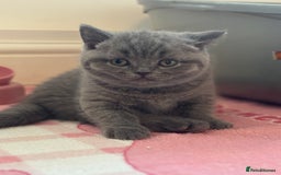 British Shorthair cats for sale: British short hair - Advert 7