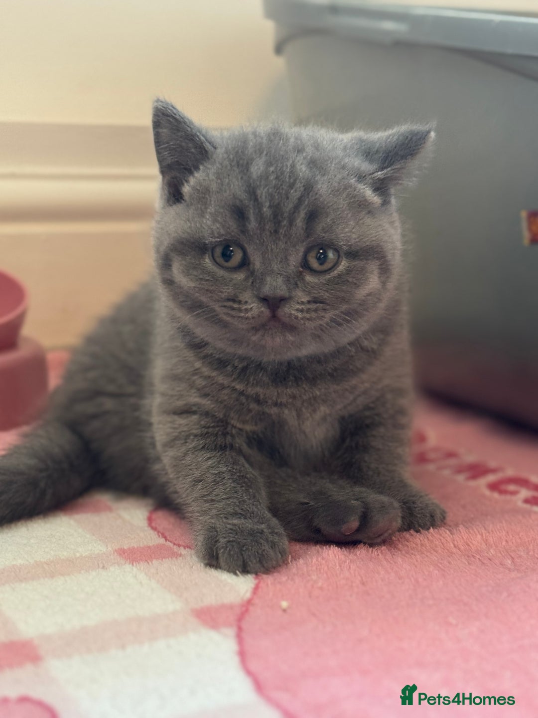 British Shorthair cats for sale: British short hair - Advert 7