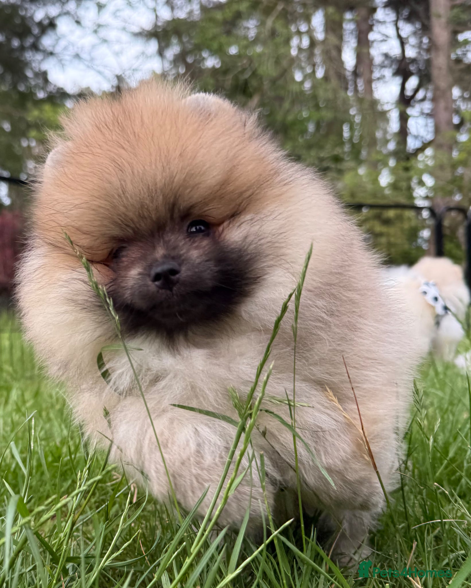 Pomeranian dogs for sale:  Rare colour Russian line Teddy Bear Pom Puppies ✨ - Advert 16