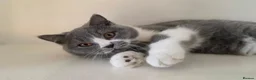 British Shorthair cats for sale: Adorable GCCF REG BSH - ready to leave - Advert 31
