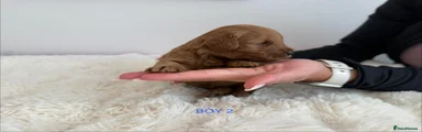 Boy 2