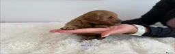 Cockapoo dogs for sale: Say Hello To Our Most Adorable Cockapoo Puppies - Advert 23