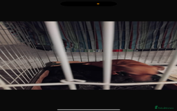 Jackapoo dogs for sale: Jackpoos - Image 2