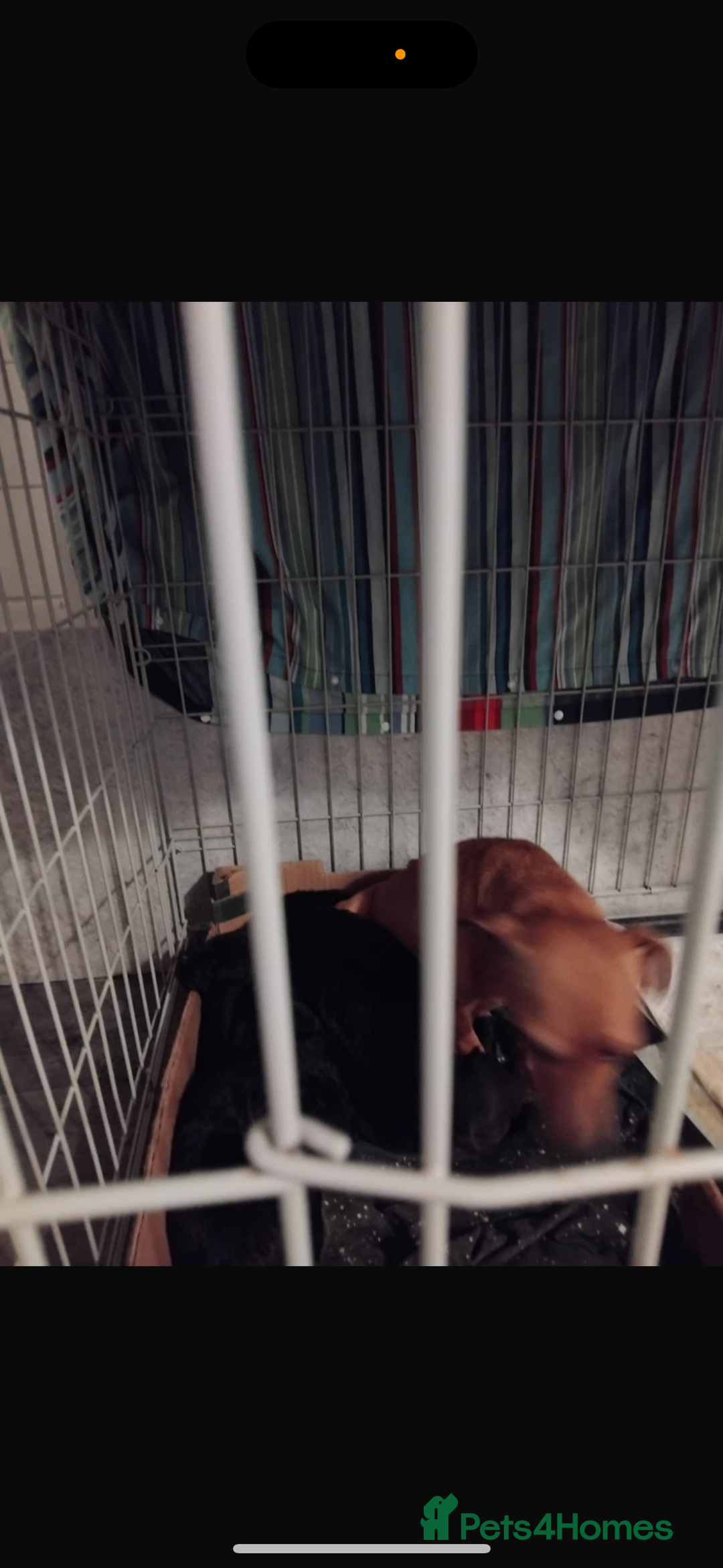 Jackapoo dogs for sale: Jackpoos - Image 2