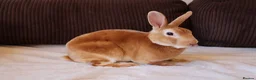 Rex rabbits for sale: Vaccinated Beautiful 1 year old mini Rex buck  - Advert 3
