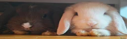 Mini Lop rabbits for sale: X 2 male mini lops - Advert 1