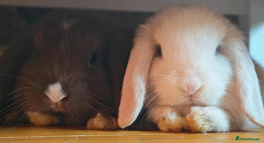 Mini Lop rabbits for sale: X 2 male mini lops - Advert 1