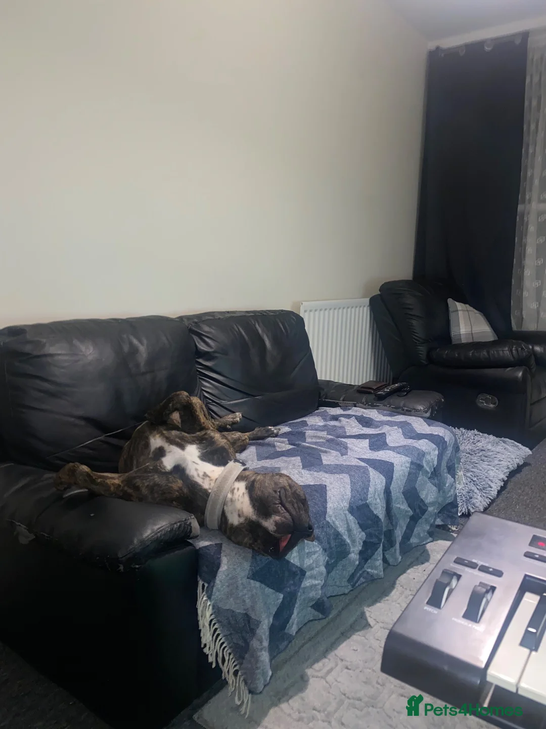 Mixed Breed dogs for sale: Staffordshire bull terrier cross  - Advert 4