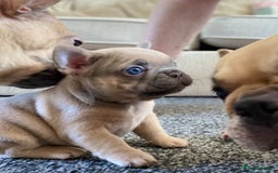 French Bulldog dogs for sale: Last French bulldog puppy - Image 12