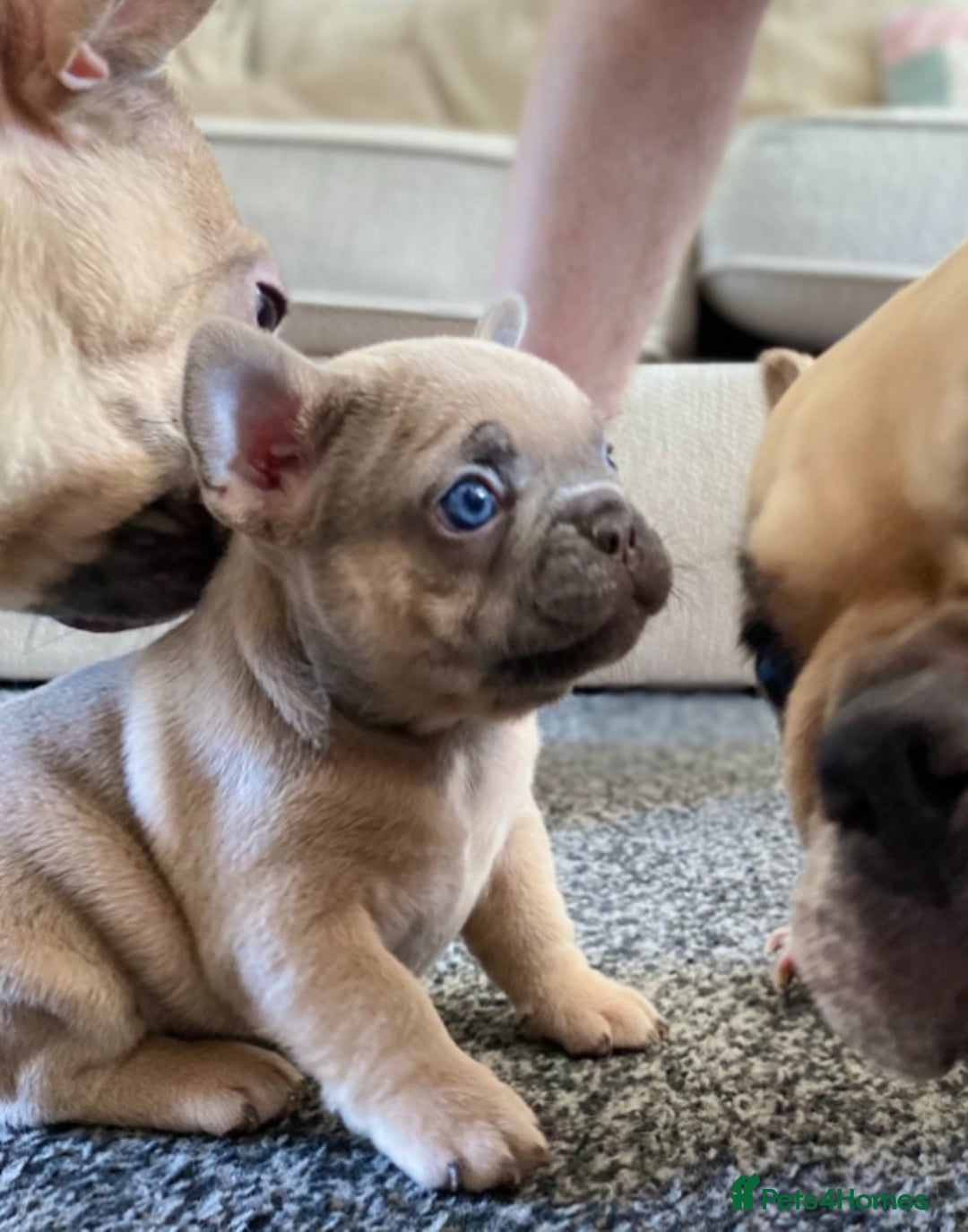 French Bulldog dogs for sale: Last French bulldog puppy - Image 12