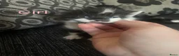 Mixed Breed cats for sale: Kittens for sale  in Oldham - Advert 6
