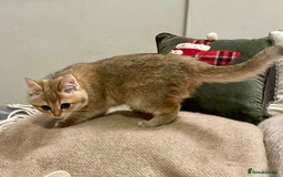 British Shorthair cats for sale: Ready This Weekend Golden Female Kitten  - Advert 11