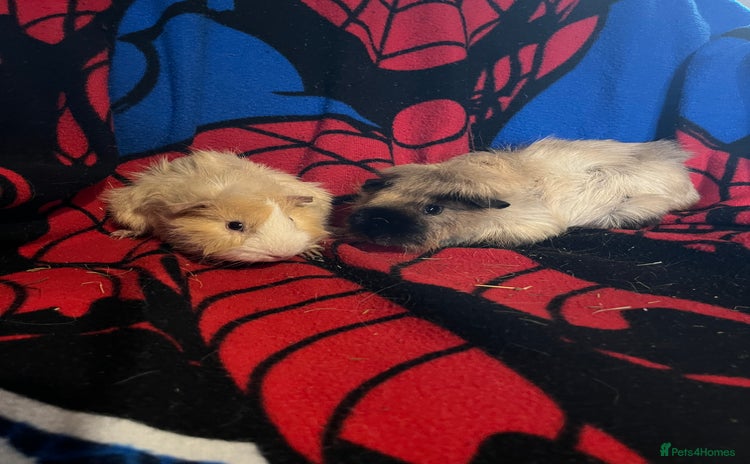 Guinea Pig rodents - Advert 5