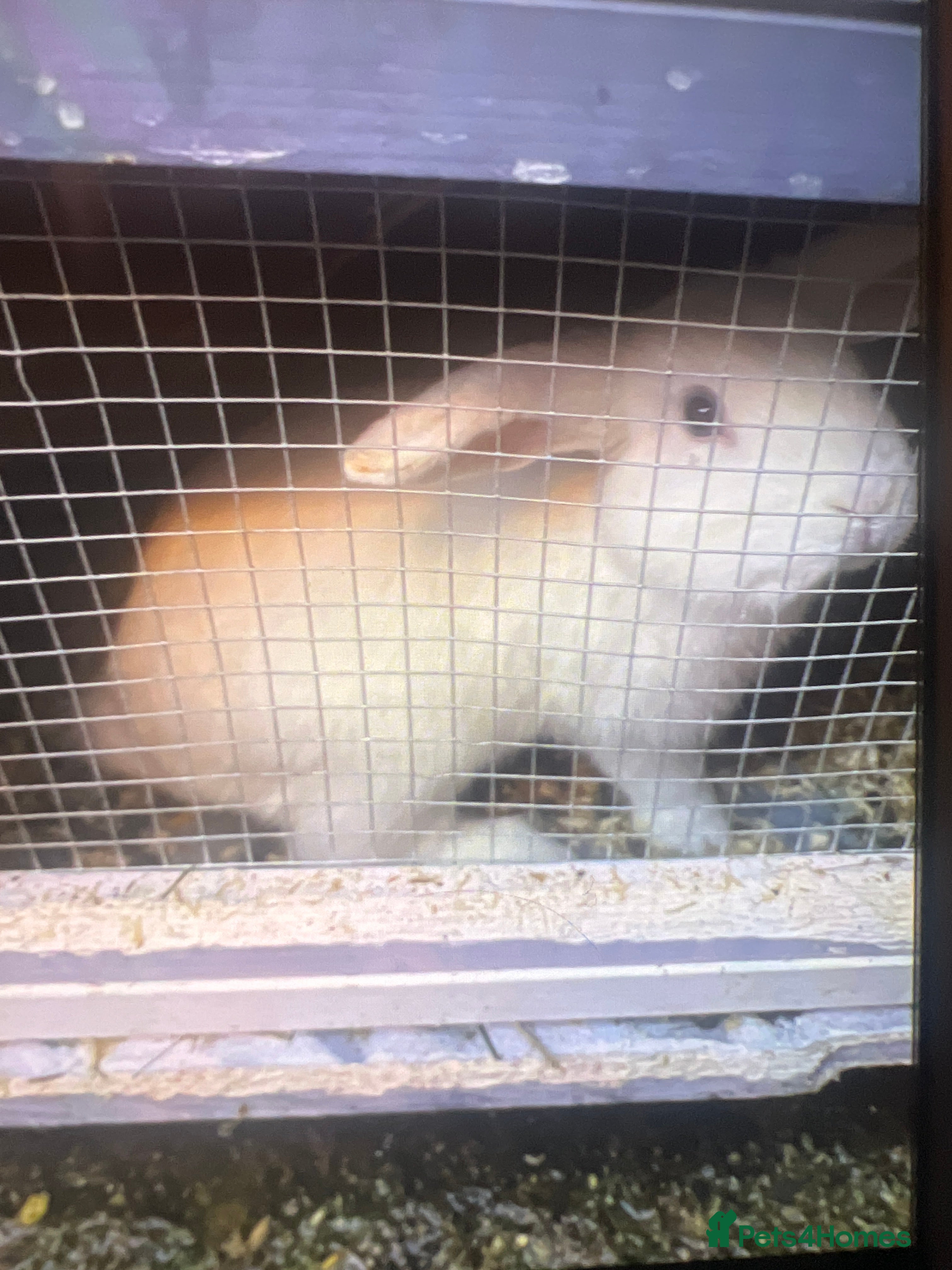 Mixed Breed rabbits Female white rabbit  - Advert 2