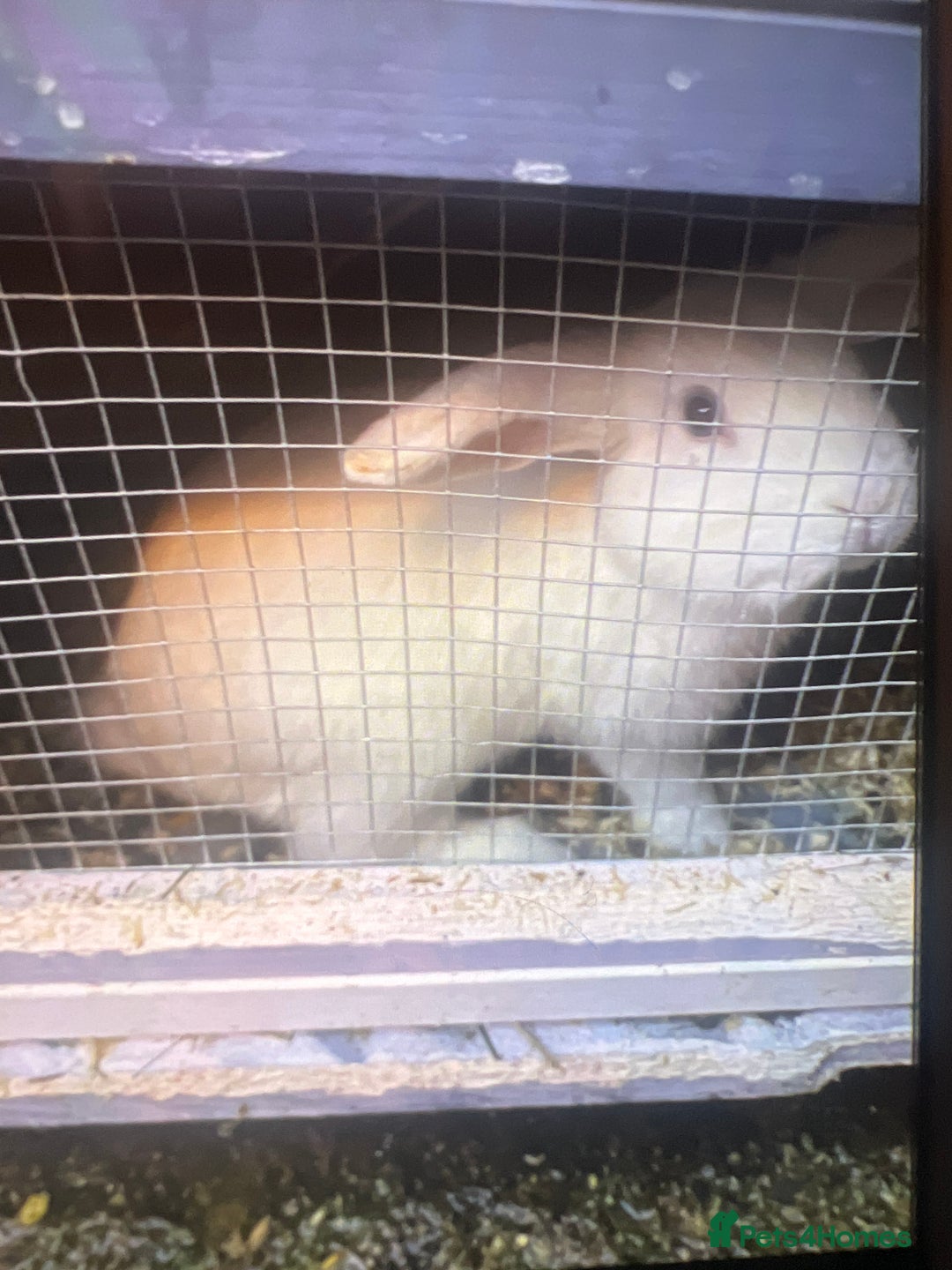 Mixed Breed rabbits for sale: Female white rabbit  - Advert 1